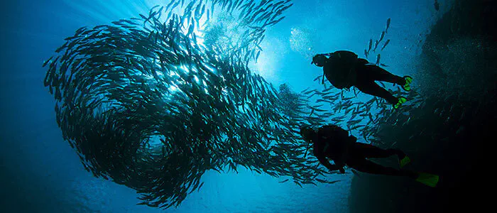 Open Water Diver