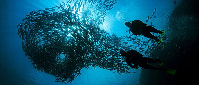 Open Water Diver