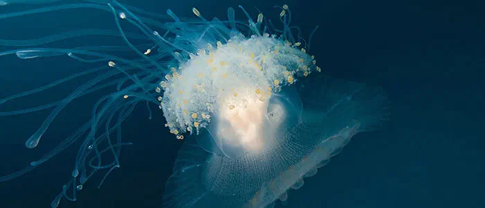 Coral Reef Conservation