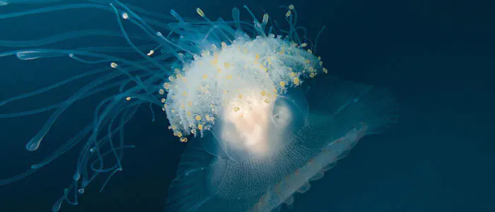 Coral Reef Conservation